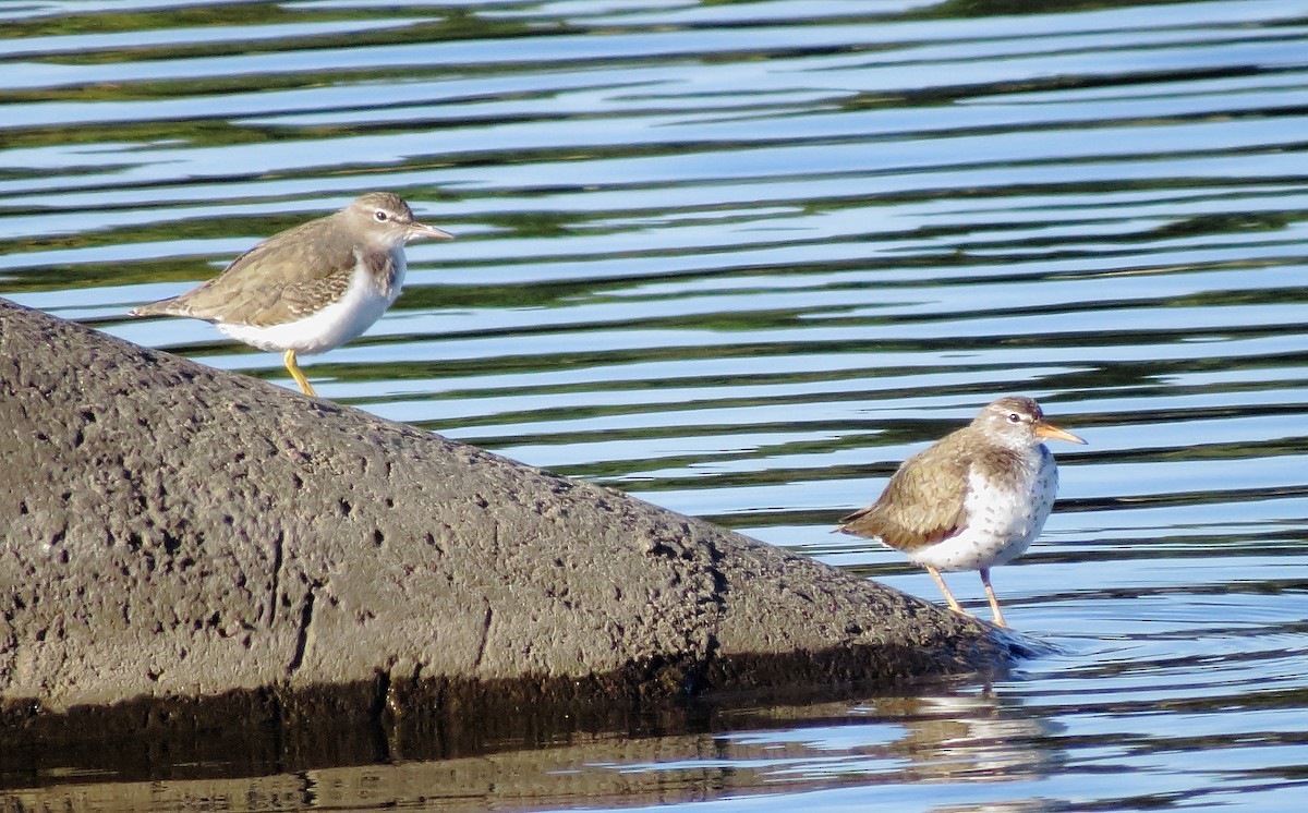Spotted Sandpiper - ML644569165