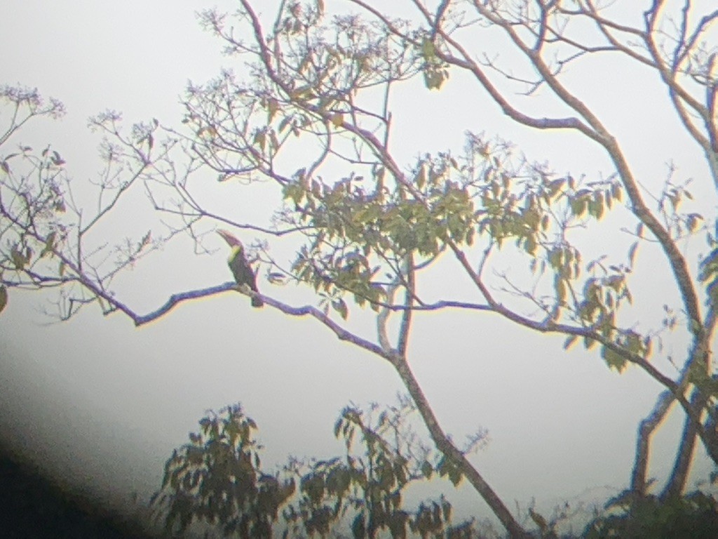 Tucán Pechigualdo - ML644569166