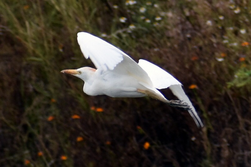 Garcilla Bueyera Occidental - ML644569169