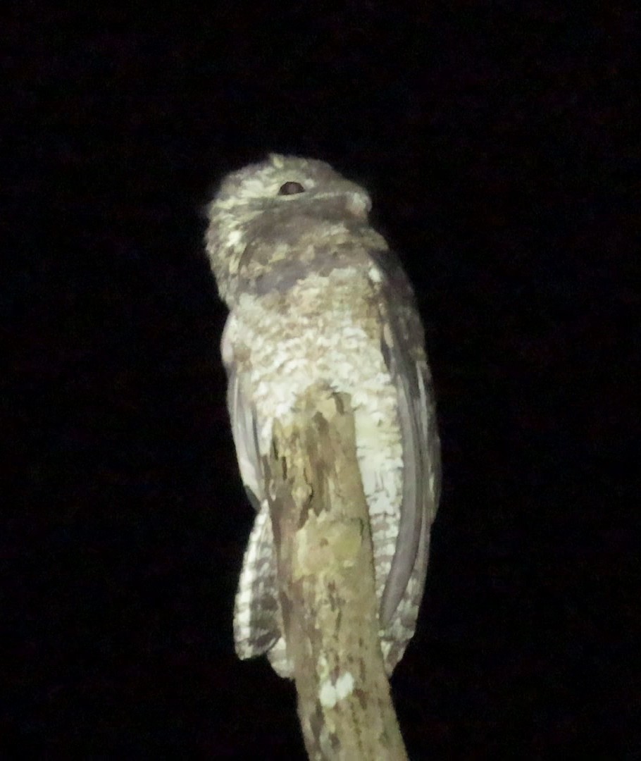 Great Potoo - ML644569175