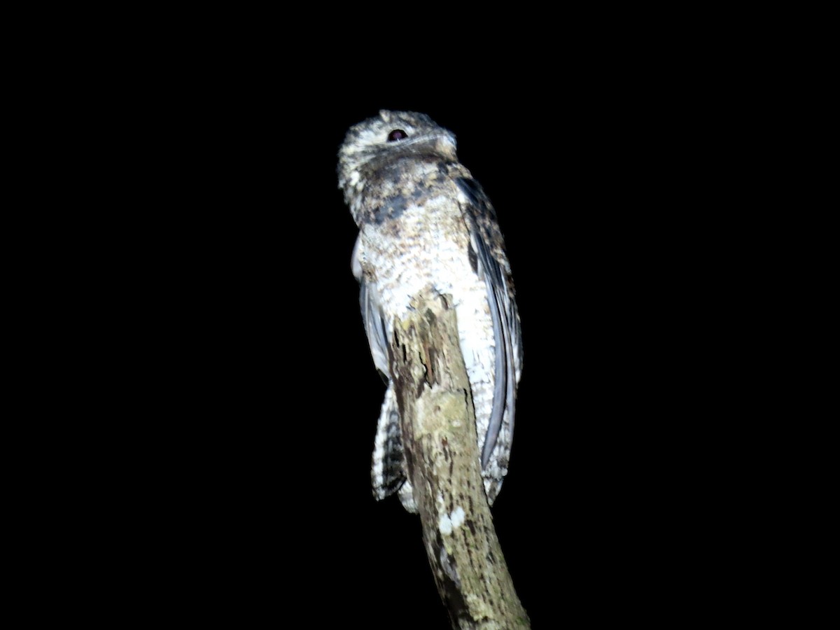 Great Potoo - ML644569177