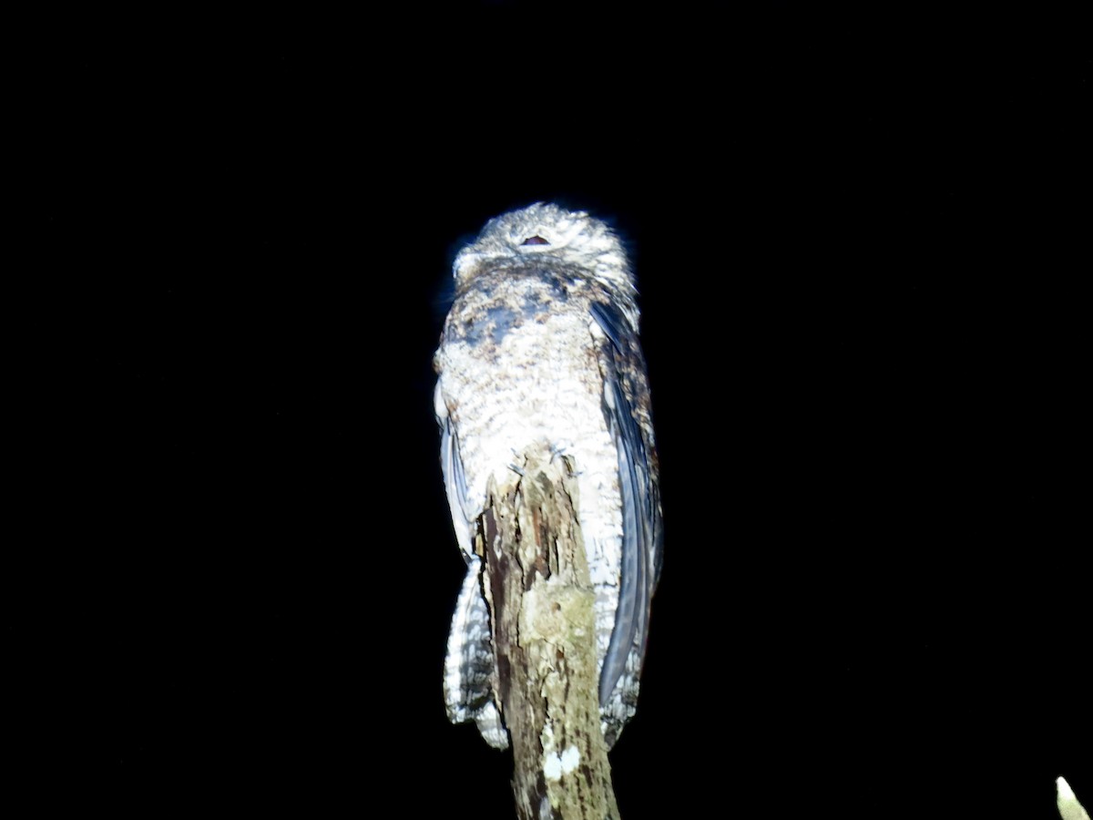 Great Potoo - ML644569178