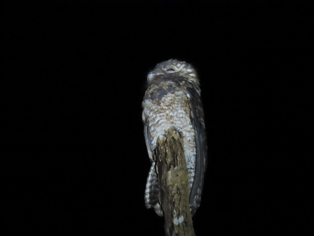Great Potoo - ML644569181