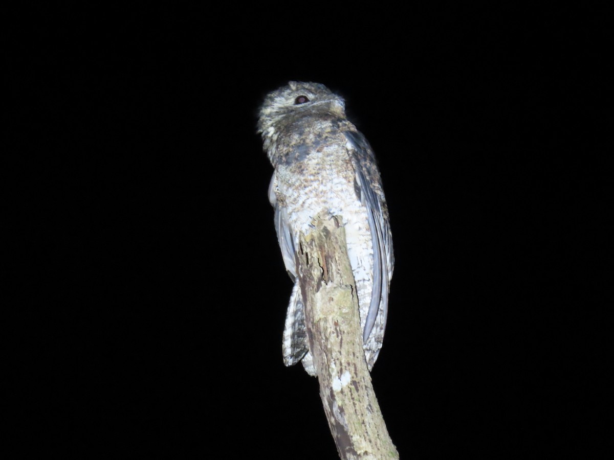 Great Potoo - ML644569185