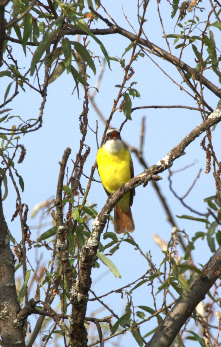 Social Flycatcher - ML644569188