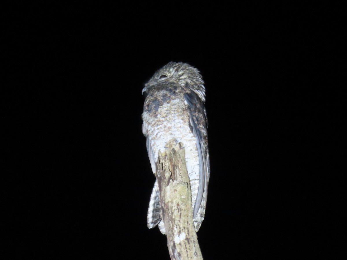 Great Potoo - ML644569190