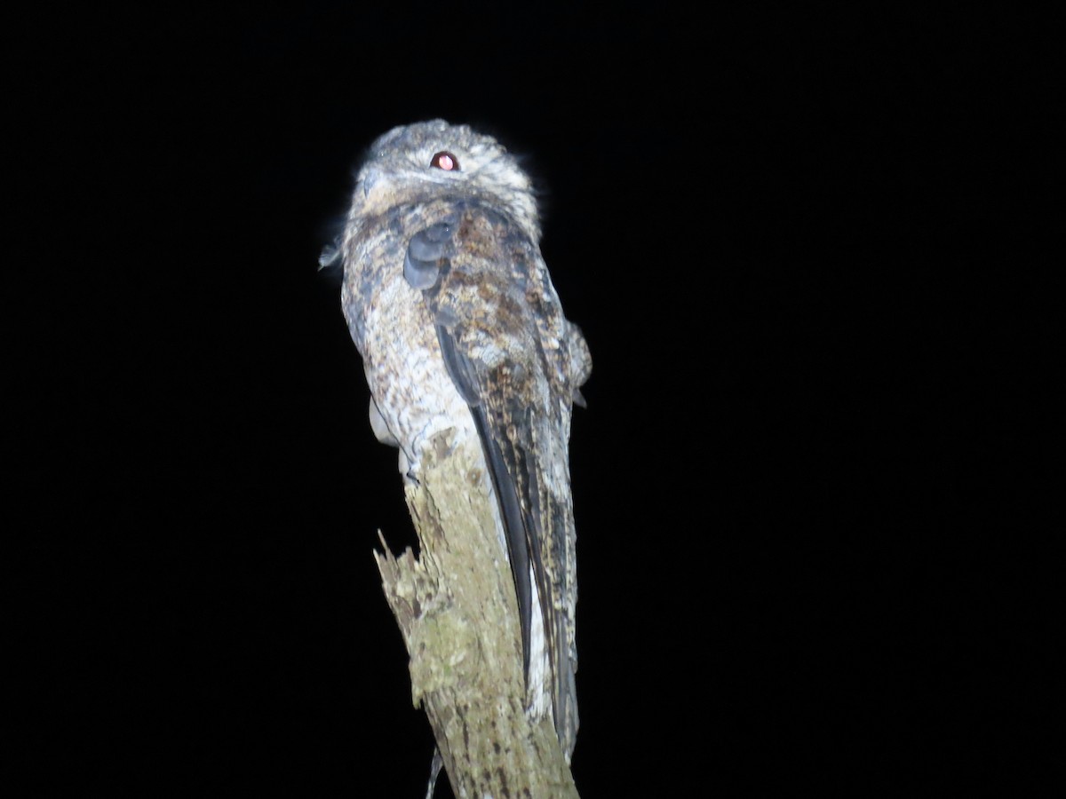 Great Potoo - ML644569191