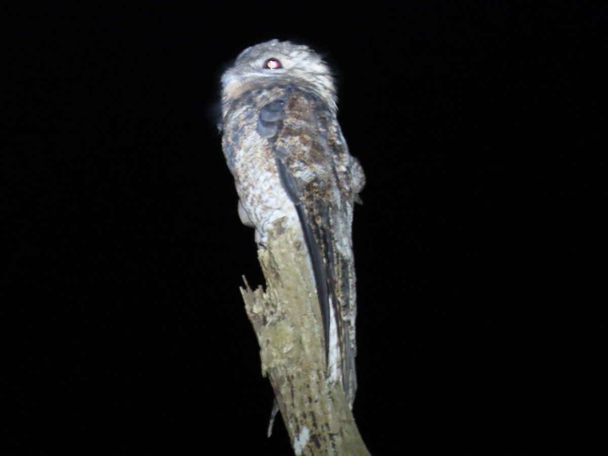 Great Potoo - ML644569192