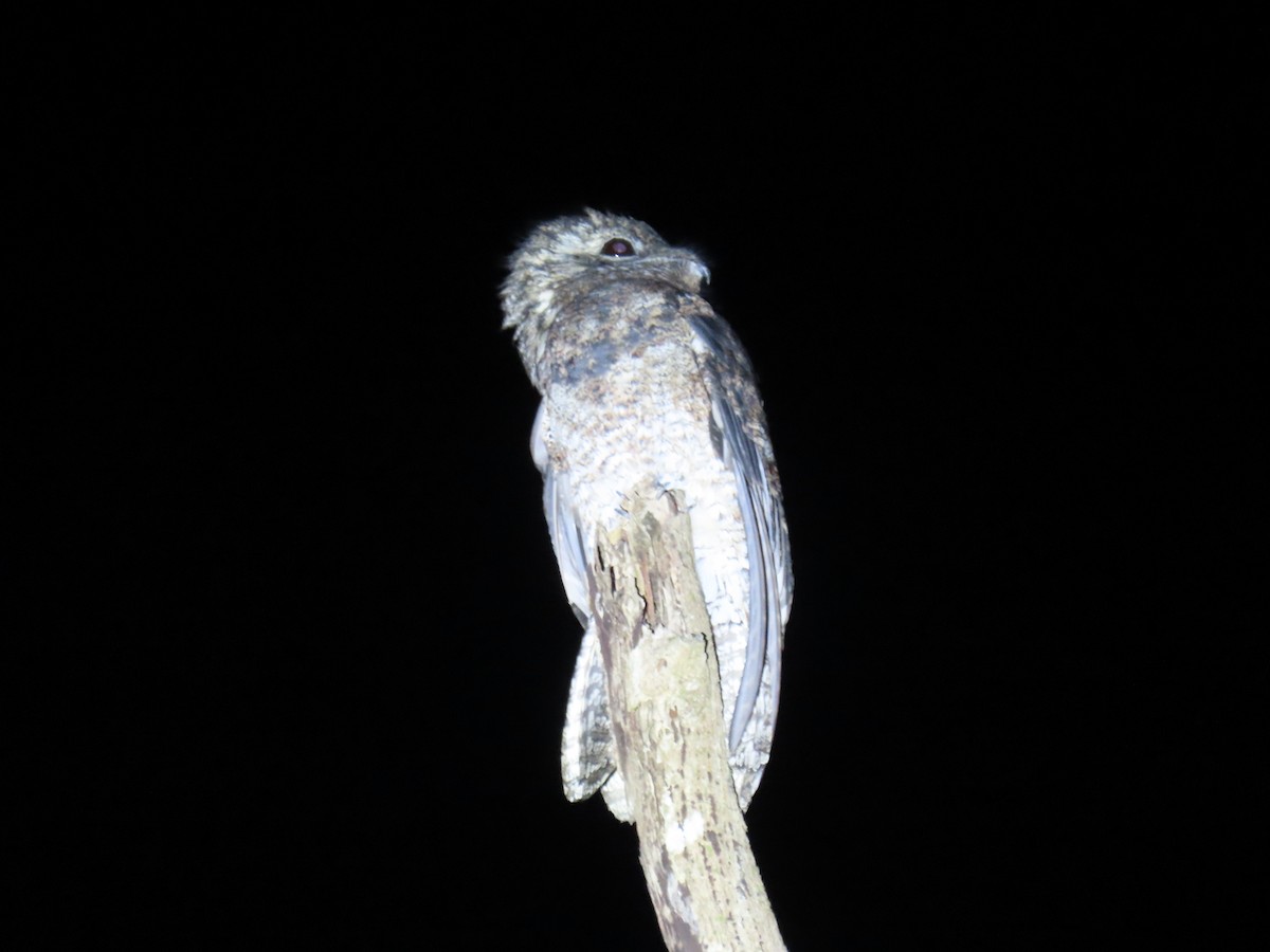 Great Potoo - ML644569193