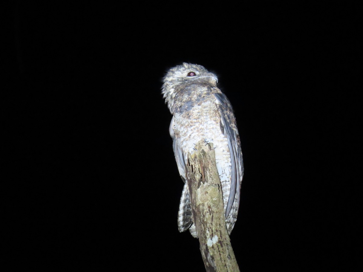 Great Potoo - ML644569194