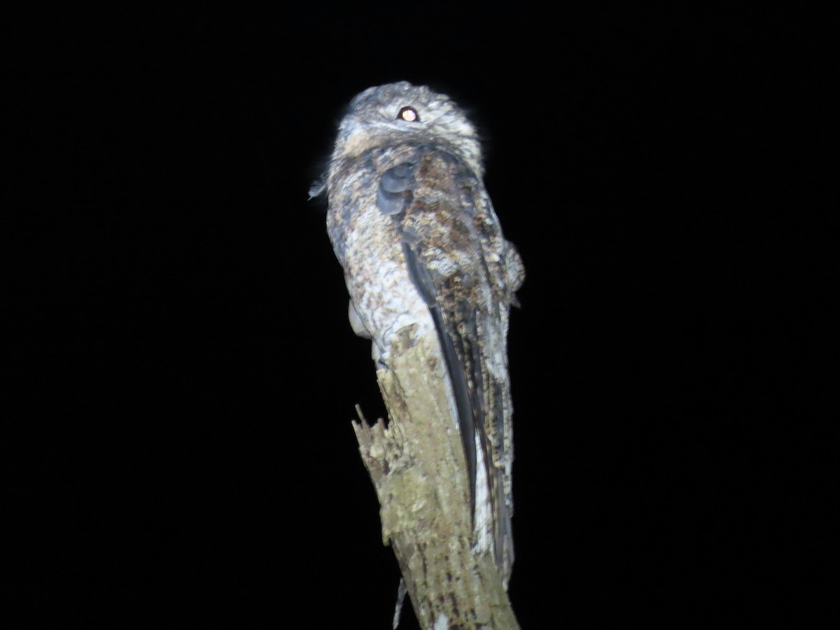 Great Potoo - ML644569195
