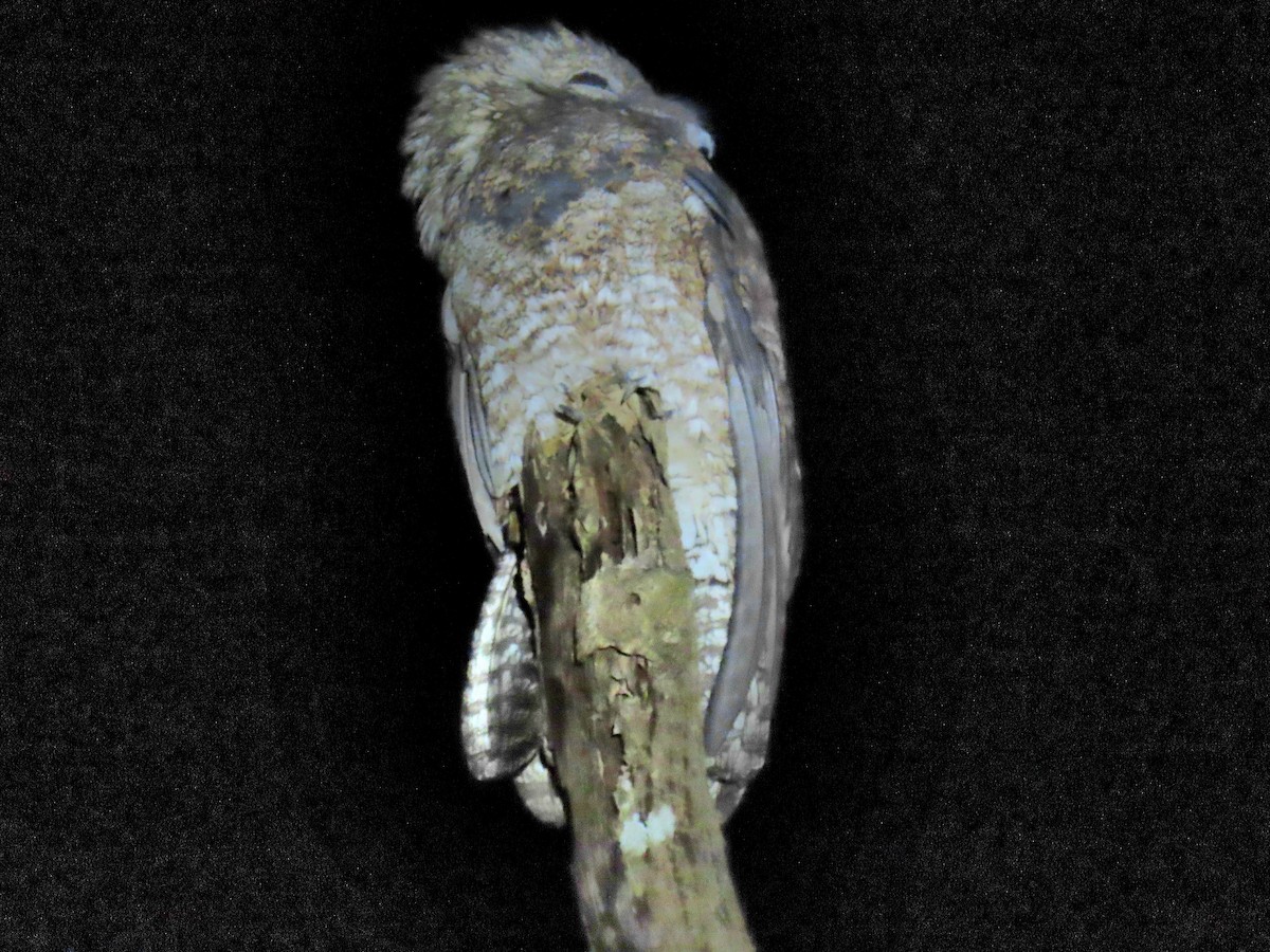 Great Potoo - ML644569196