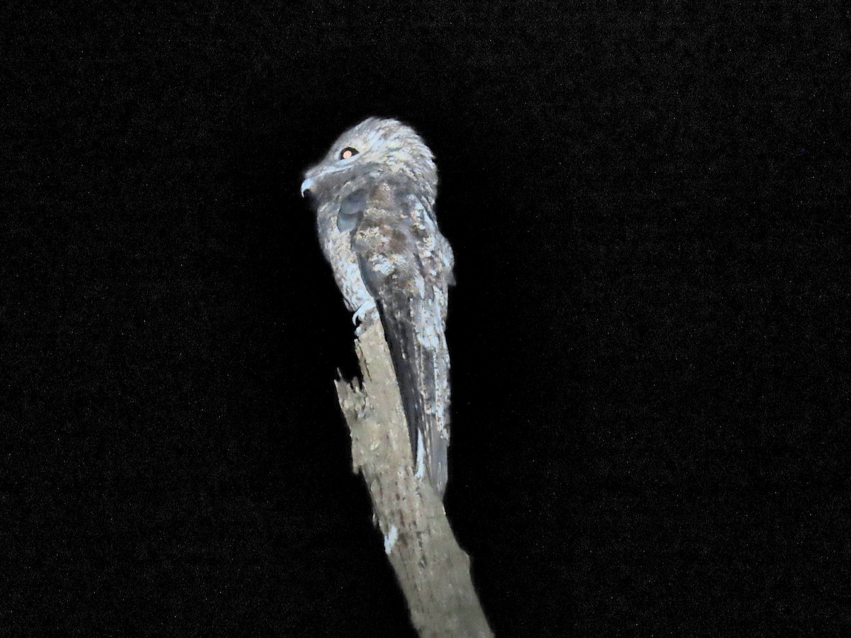 Great Potoo - ML644569197
