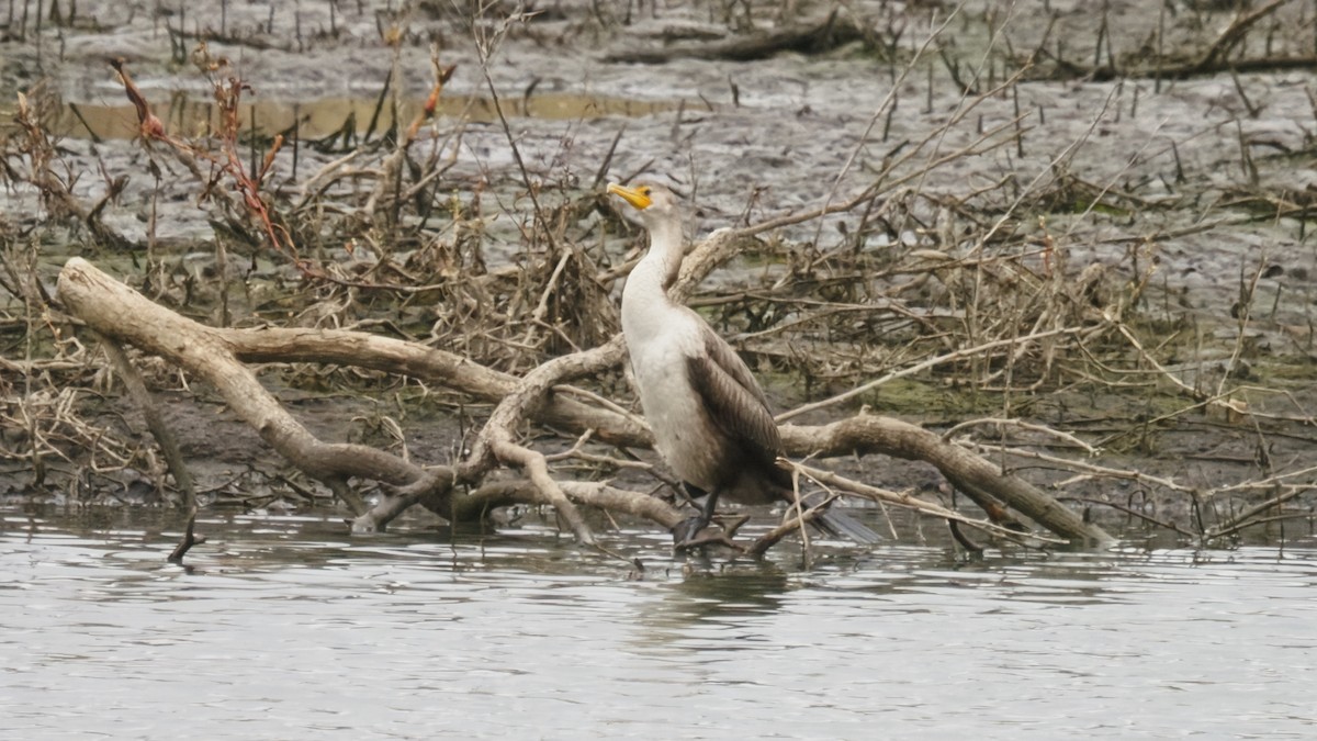 Cormoran à aigrettes - ML644569198