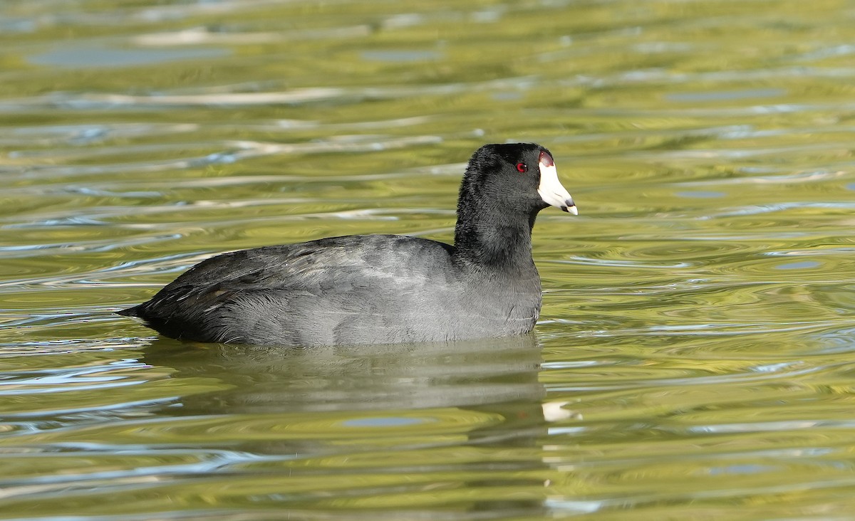 American Coot - ML644569204