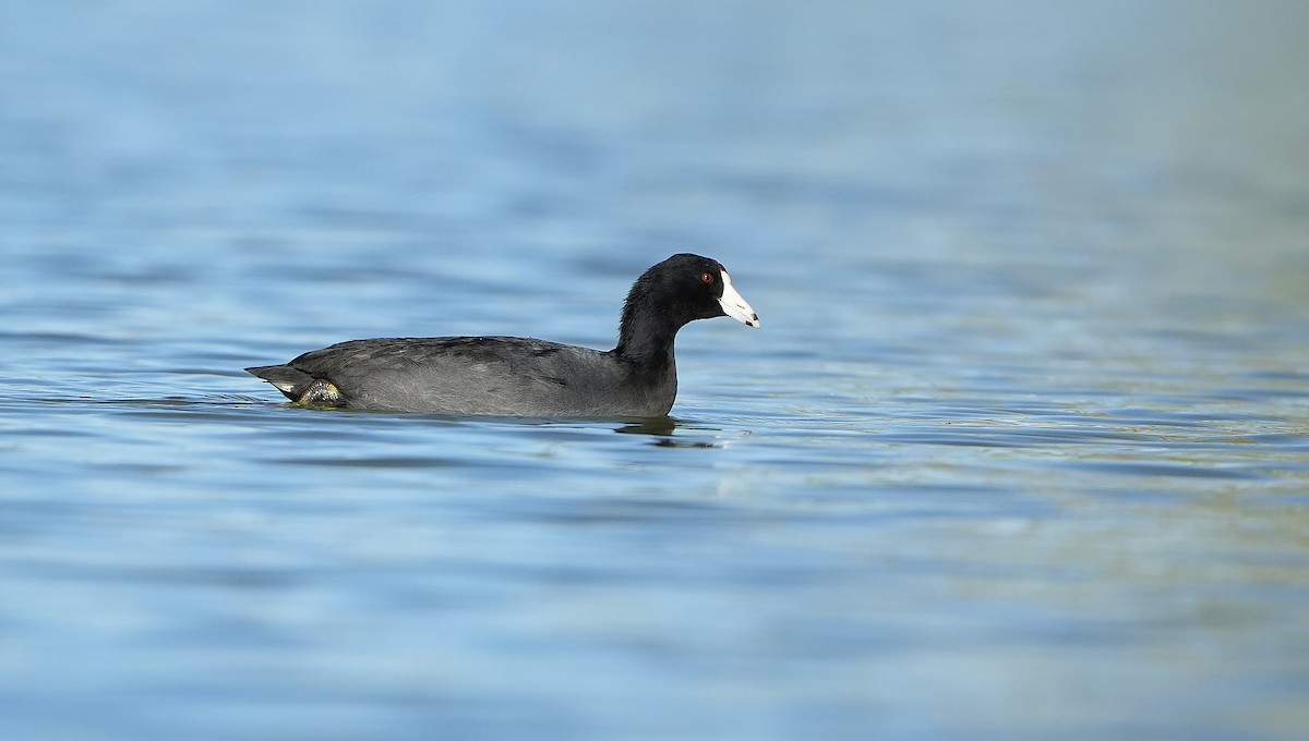 American Coot - ML644569205