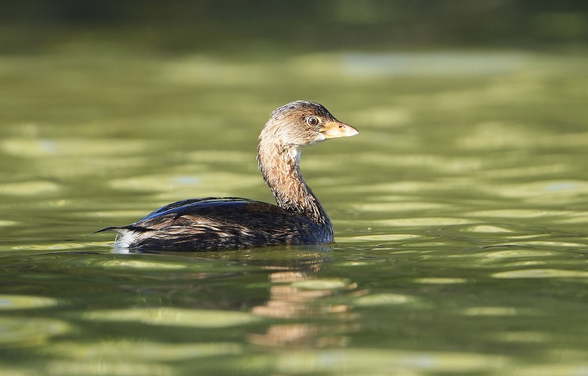 Pied-billed Grebe - ML644569209