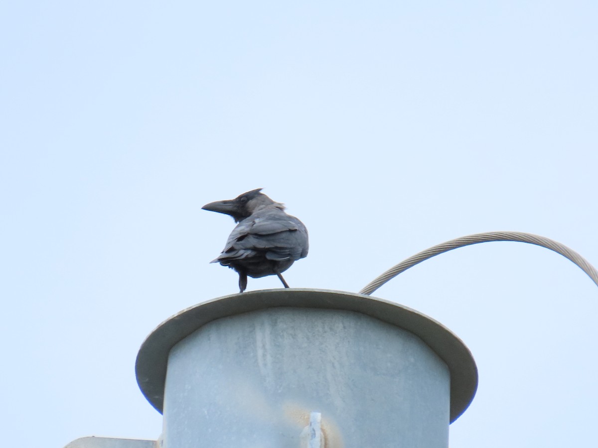 huskråke - ML644569211