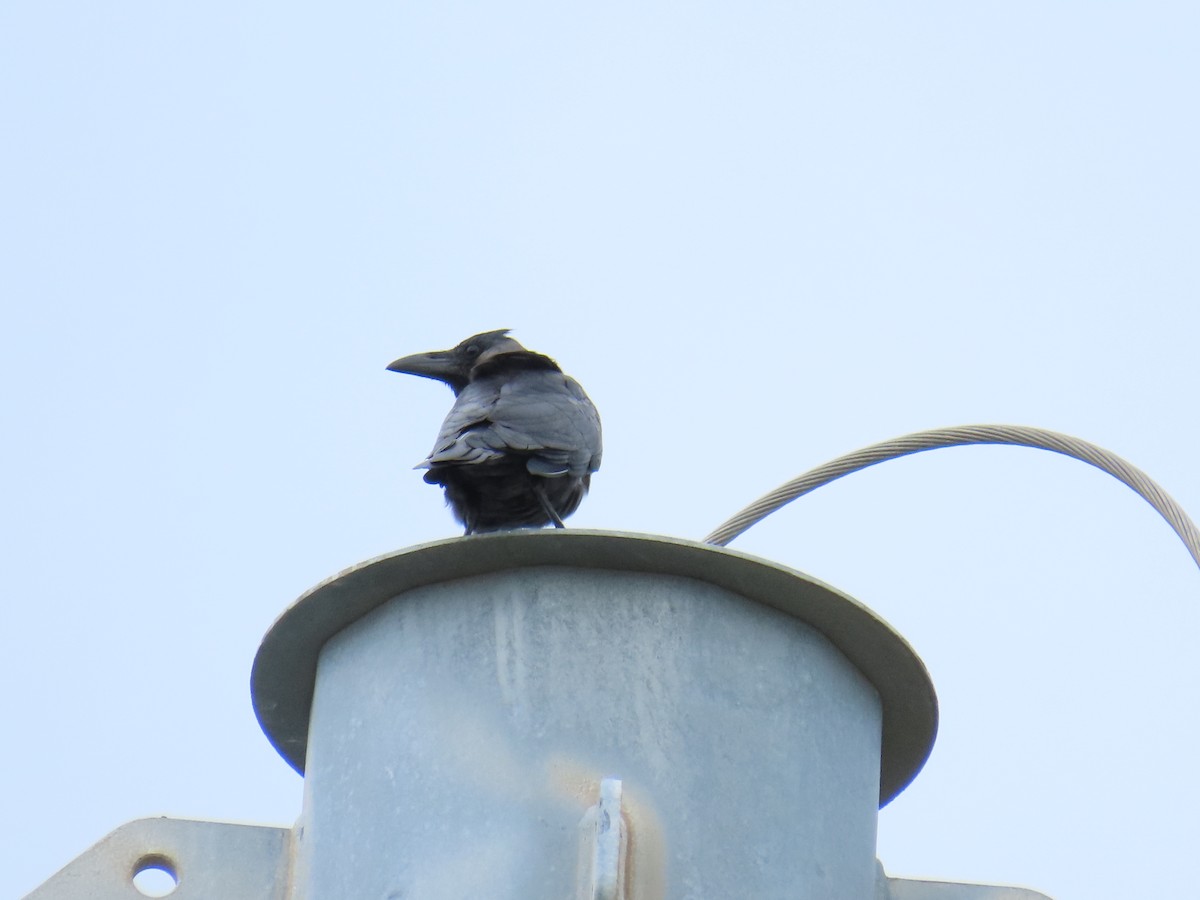 huskråke - ML644569212