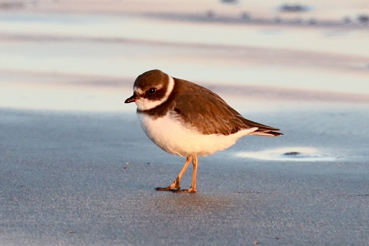 Semipalmated Plover - ML644569228