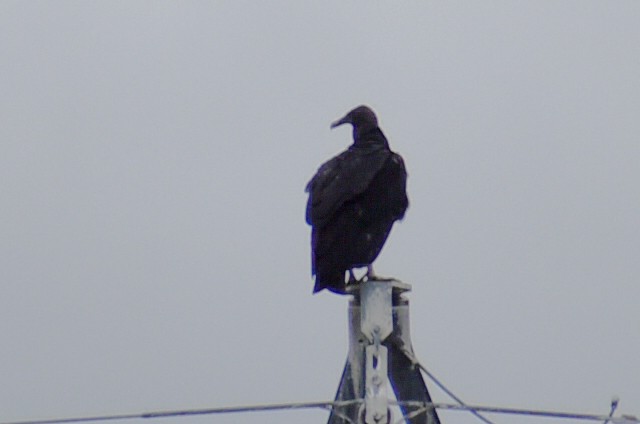 Urubu noir - ML644569230