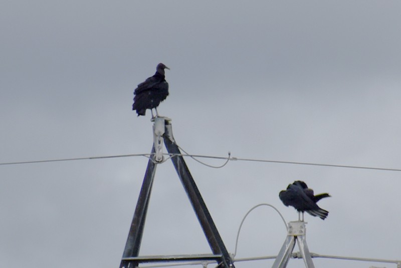 Urubu noir - ML644569231