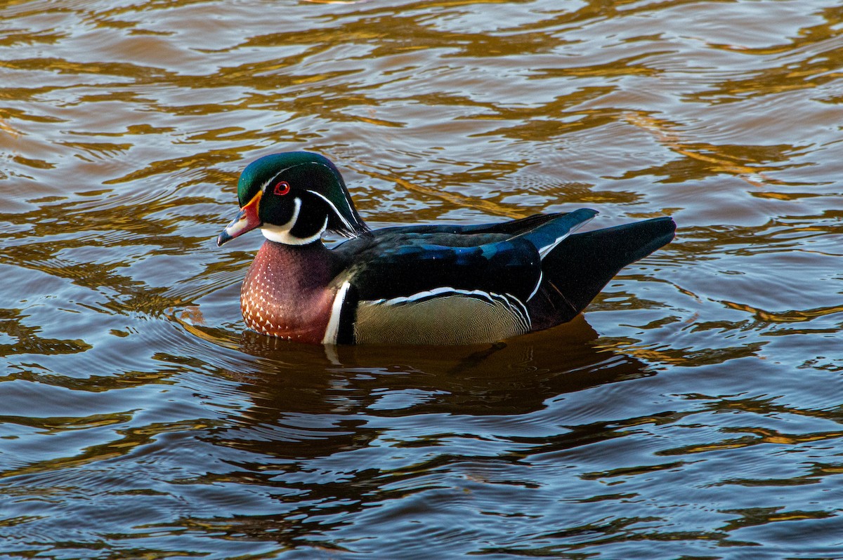 brudeand - ML644569237