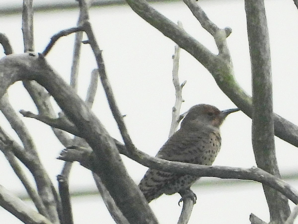 Northern Flicker - ML644569242