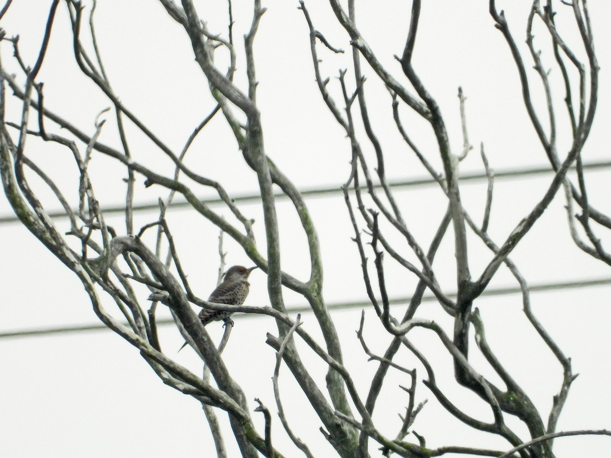 Northern Flicker - ML644569243