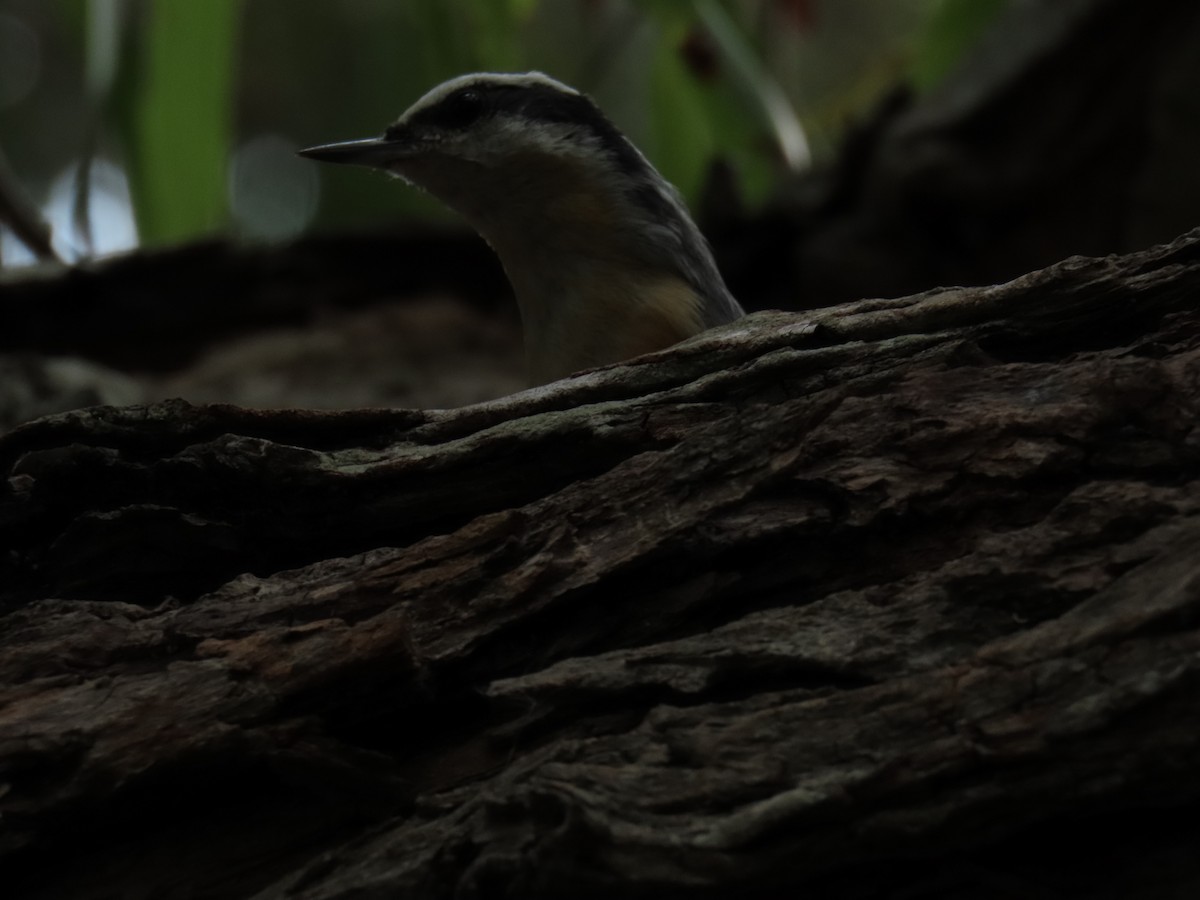 rustspettmeis - ML644569245