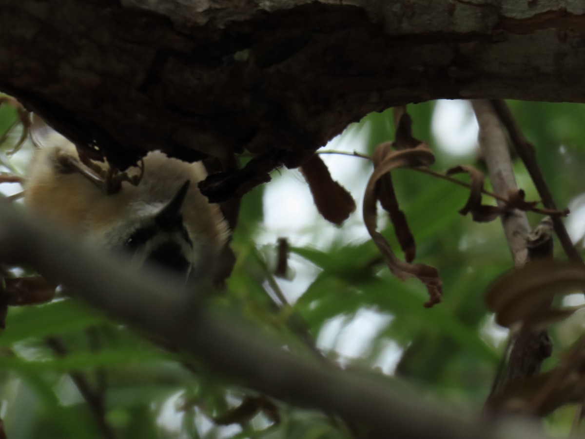 rustspettmeis - ML644569246