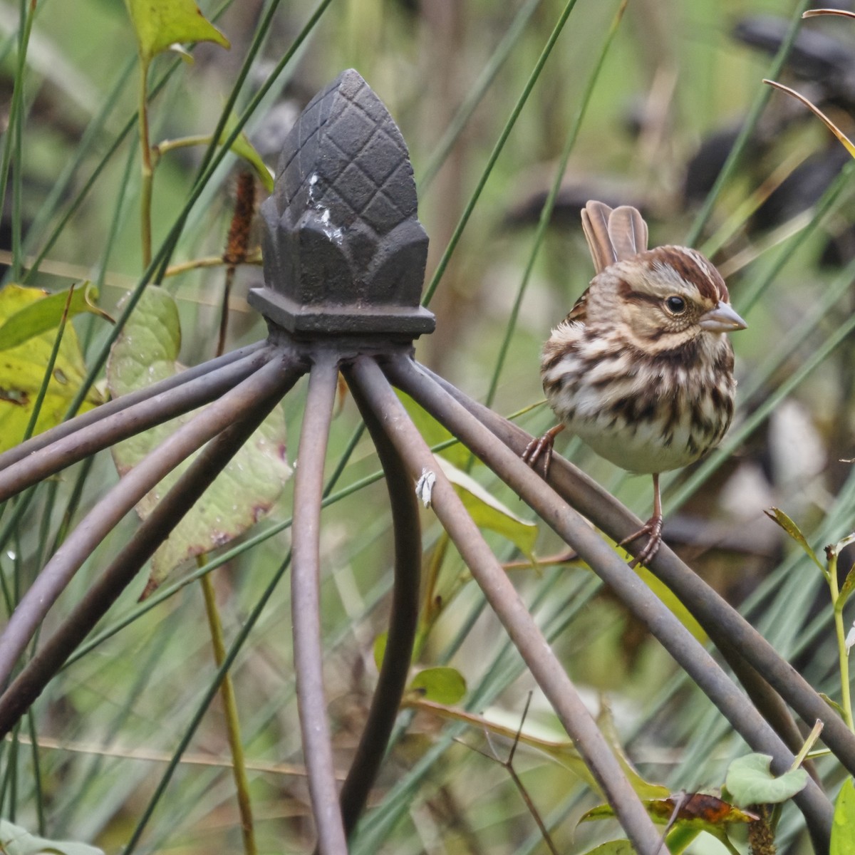 Bruant chanteur - ML644569248
