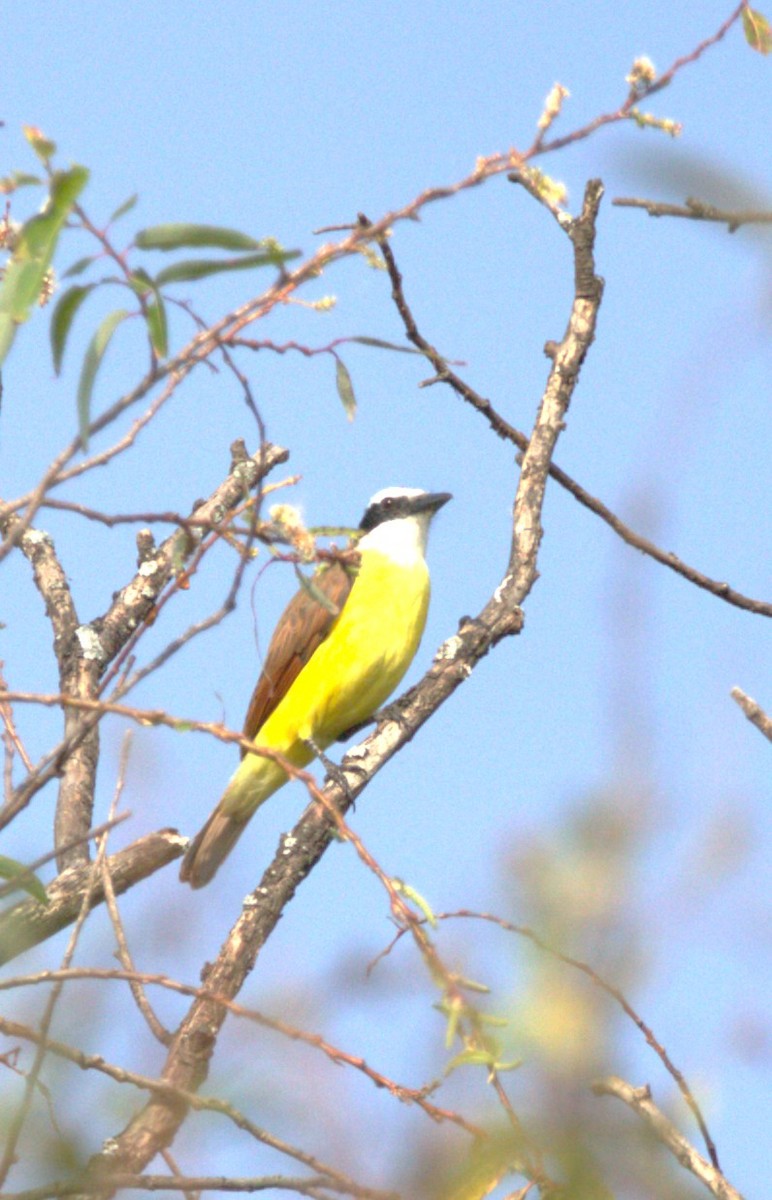 Great Kiskadee - ML644569250