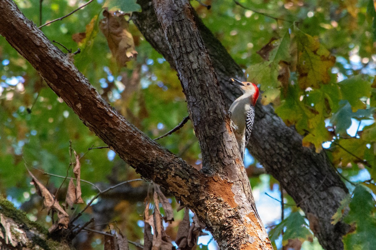 lundspett - ML644569252