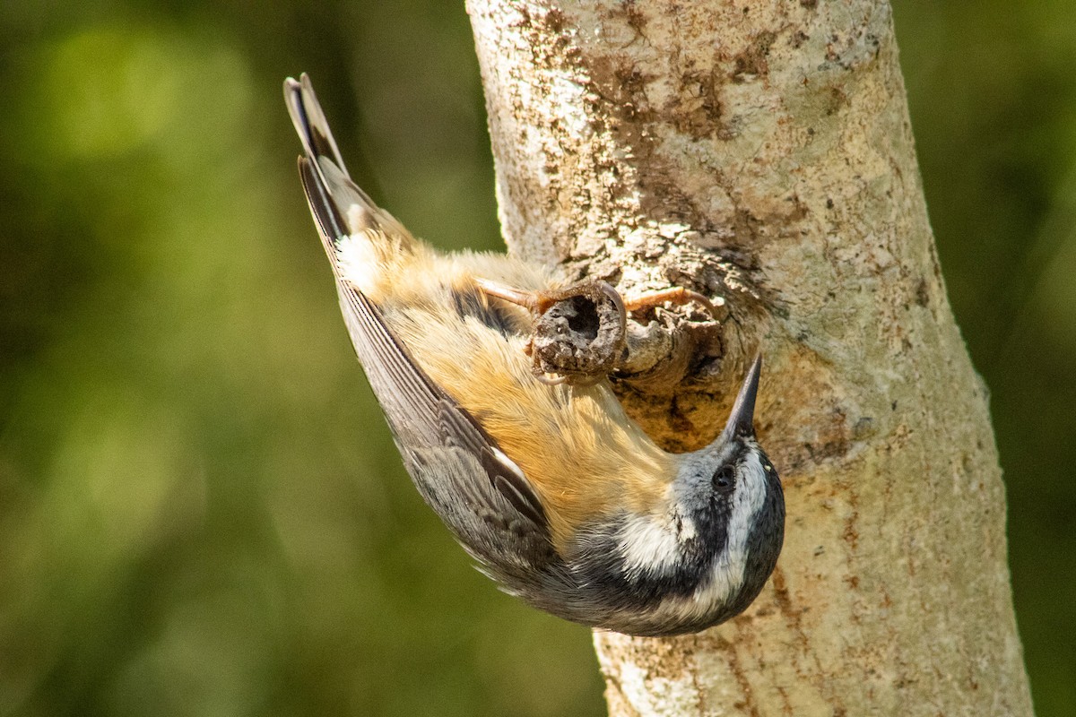 Red-breasted Nuthatch - ML644569257