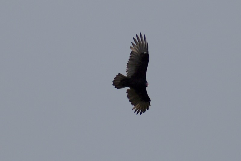 Urubu à tête rouge - ML644569258