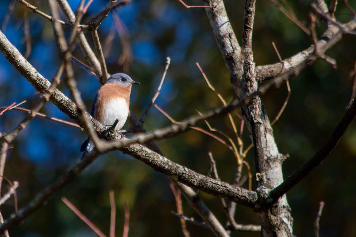 Eastern Bluebird - ML644569260