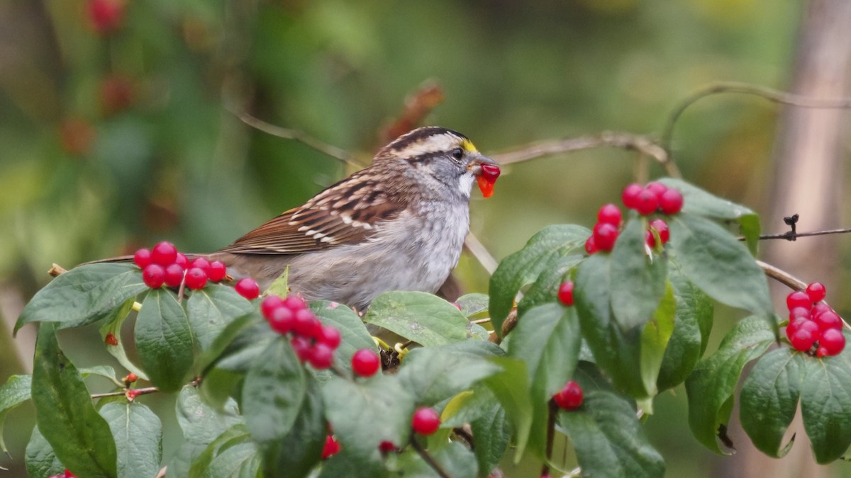 Bruant à gorge blanche - ML644569262