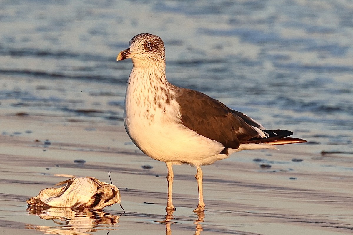 Lesser Black-backed Gull - ML644569266