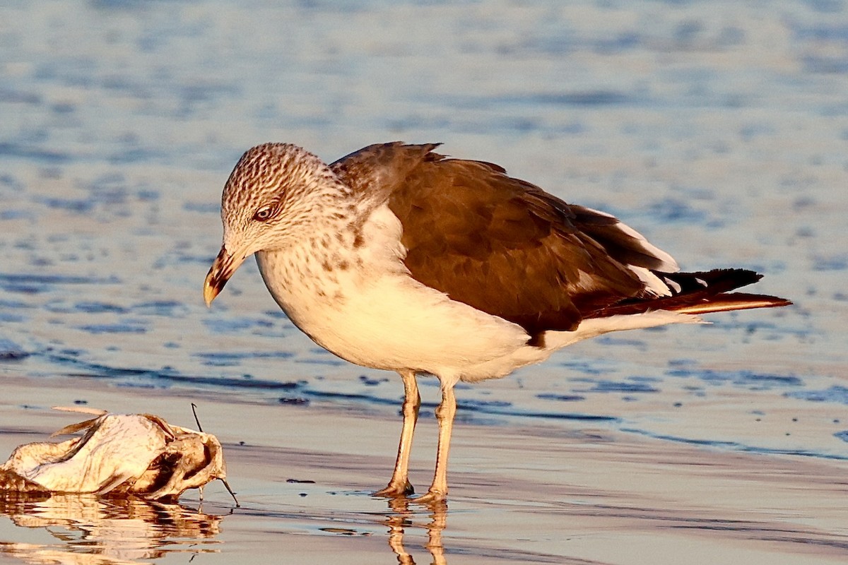 Lesser Black-backed Gull - ML644569267