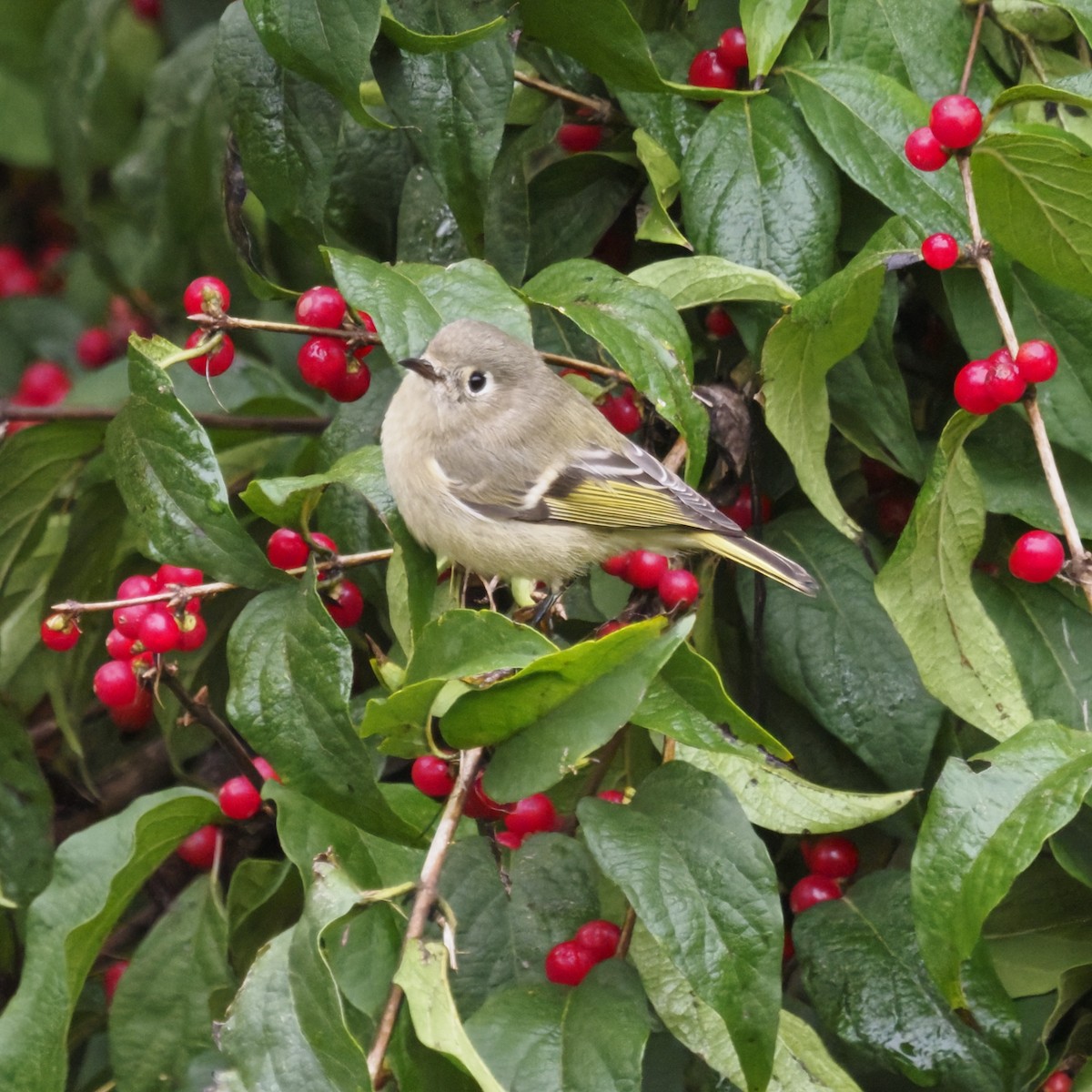 Золотомушка рубіновочуба - ML644569268