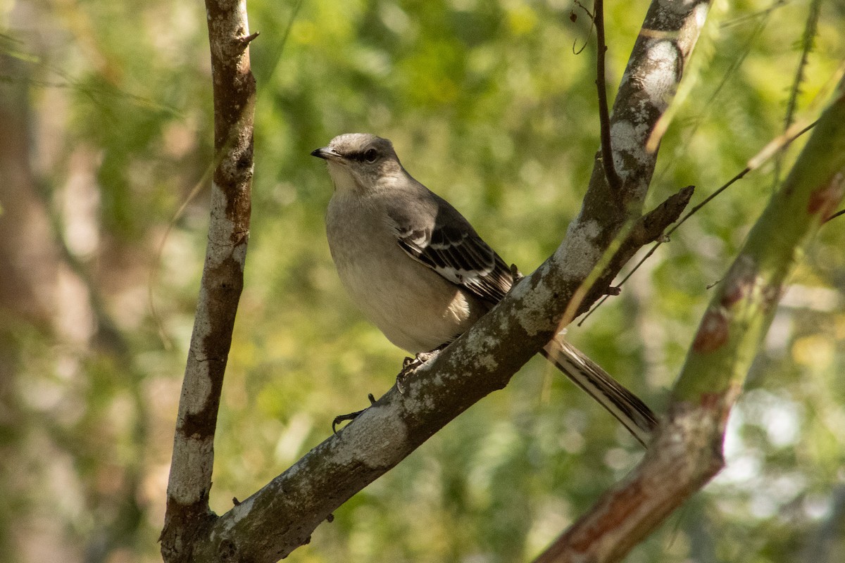 Northern Mockingbird - ML644569269