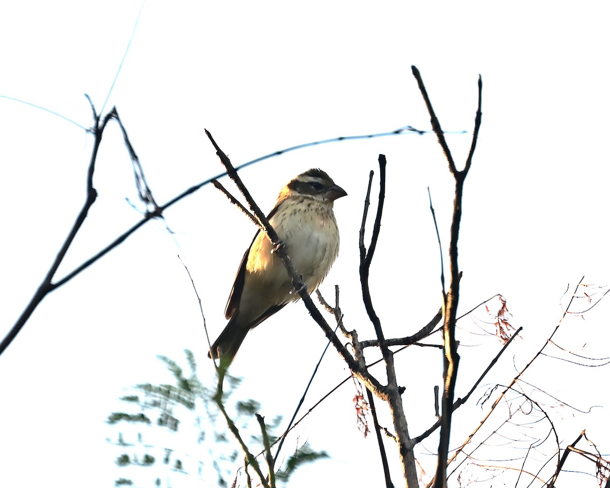 Rose-breasted Grosbeak - ML644569274