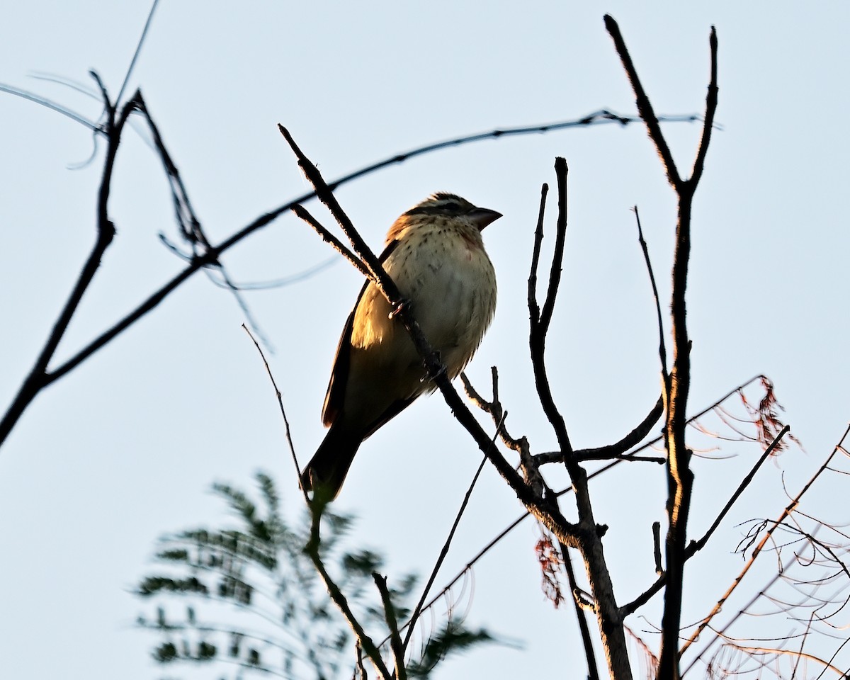 Rose-breasted Grosbeak - ML644569275