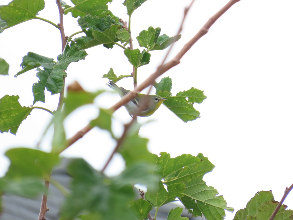 stryparula - ML644569277