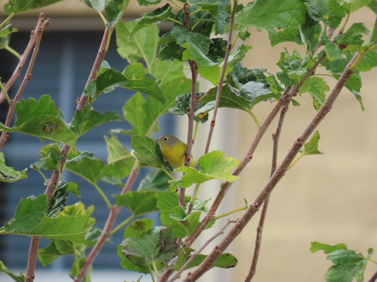 bjørkeparula - ML644569278