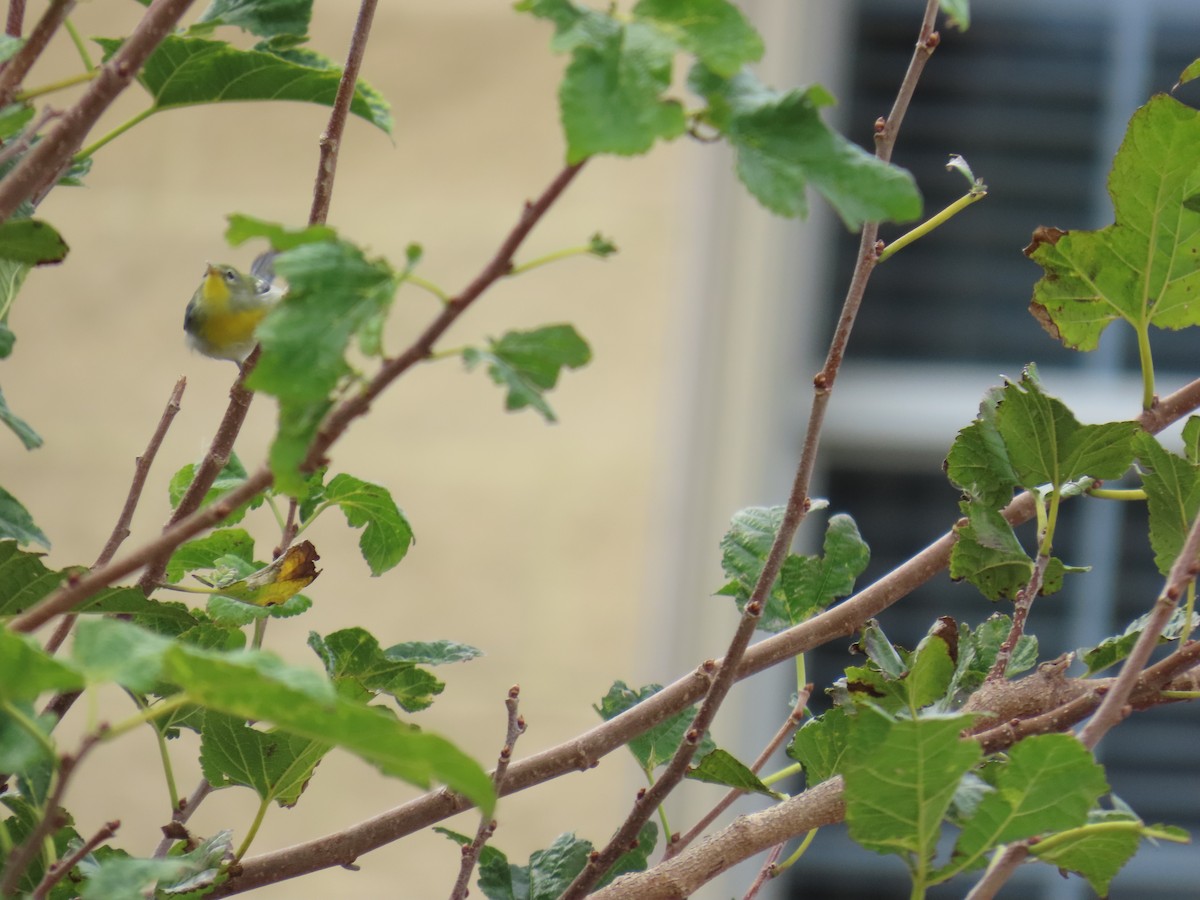 stryparula - ML644569279