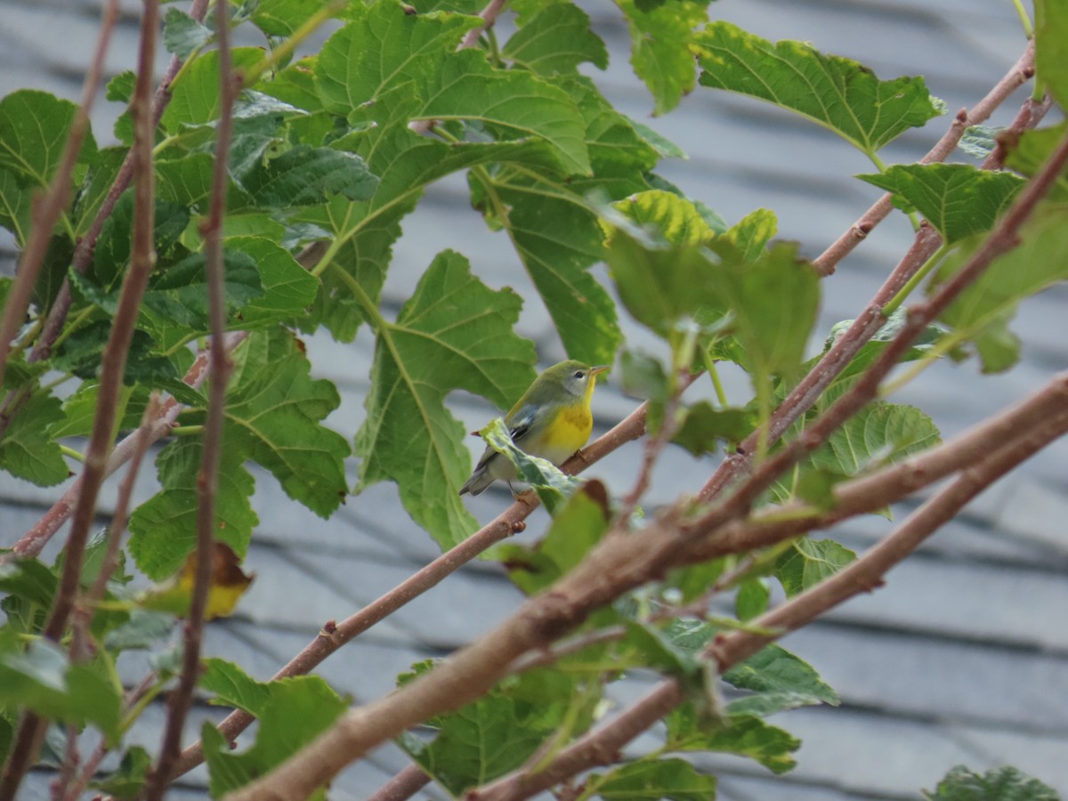 stryparula - ML644569281