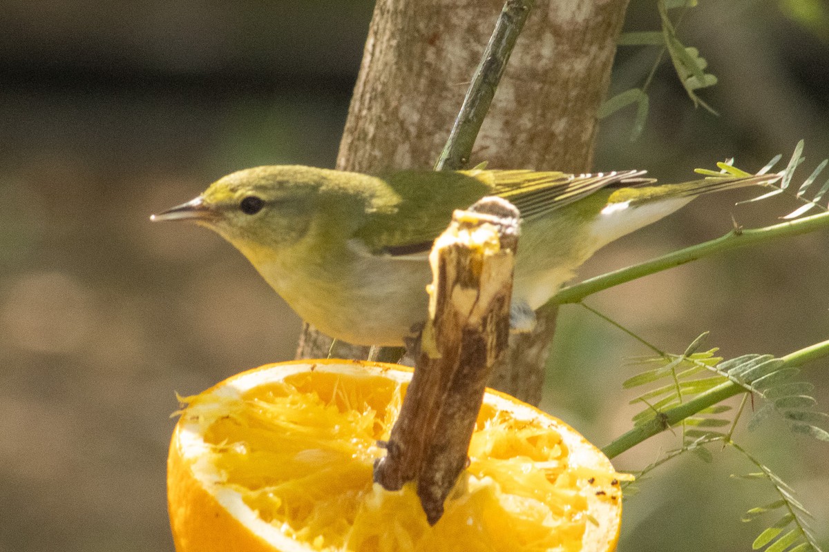 Tennessee Warbler - ML644569284