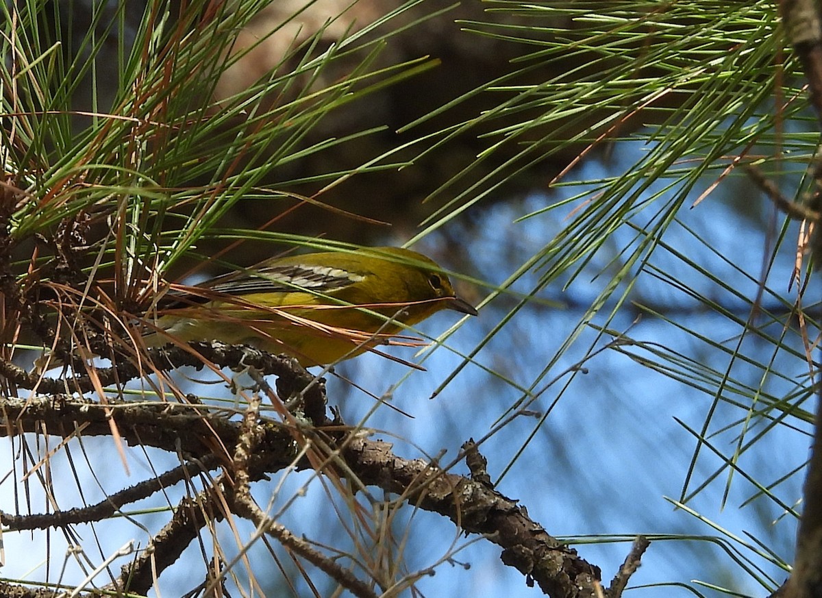 Pine Warbler - ML644569286